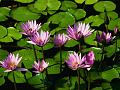 Click image for larger version

Name:	Water lilies.jpg
Views:	53
Size:	81.8 KB
ID:	3669289