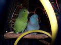 Oscar (blue) and Maya - my parrotlets